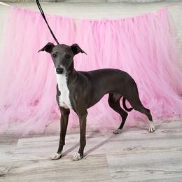 ENYA - Italian Greyhound