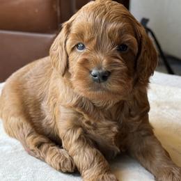 Sunny - Blue Collar Boy - Red  male Goldendoodle puppy in Pleasant Hill, Iowa from Harvest Creek