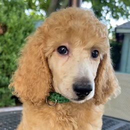 Annabella - Apricot Poodle puppy in Oceanside, New York from Anastasia STANDARD Poodles three four seven seven five four two three four five