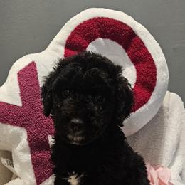 Tyler - Parti male Goldendoodle puppy in Kansas City, Missouri from Poppy's Doodles