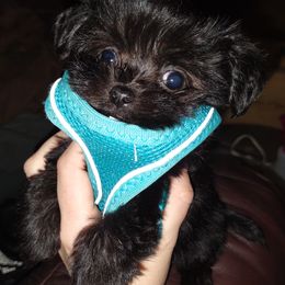 Companion Cross, Mal-Shi, Maltese, Maltipoo, Morkie, and Shih Tzu Puppies from Seeking Shalom Acres Maltese, Maltipoos & Havamalts