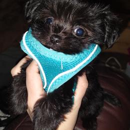 Companion Cross, Mal-Shi, Maltese, Maltipoo, Morkie, and Shih Tzu Puppies from Seeking Shalom Acres Maltese, Maltipoos & Havamalts