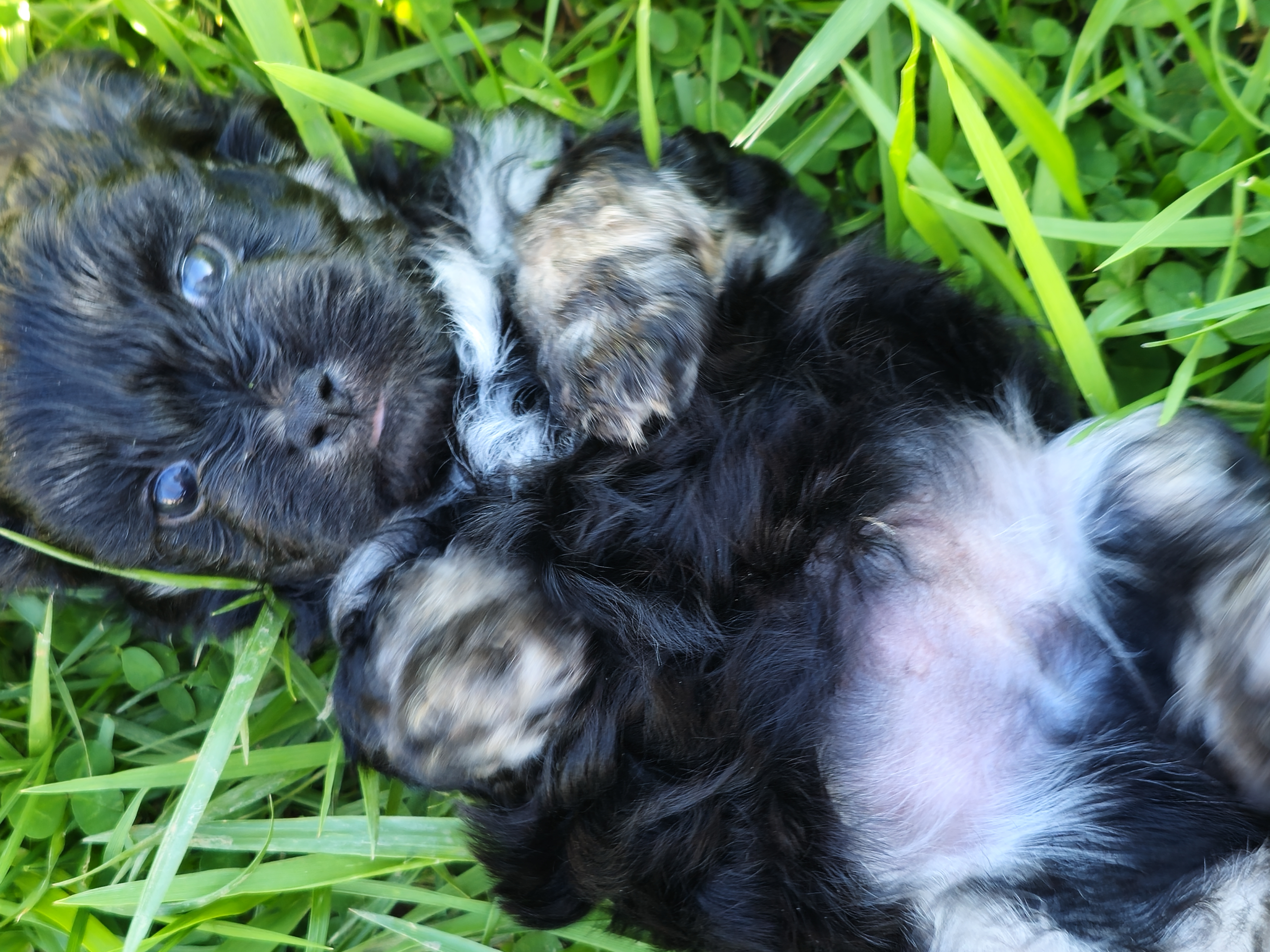 Australian Shepherd and Shichon Puppies from Robertson's Dream Ranch Aussies & Teddy's