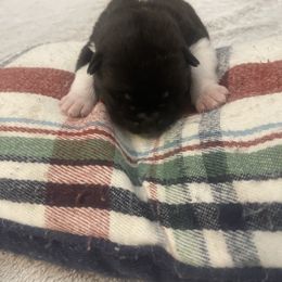 Blue - Black male Akita puppy in Las Vegas, Nevada from Ishikawa Akita's