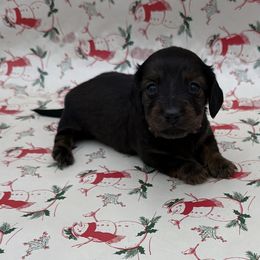 Ribbon - Brindle female Dachshund puppy in Porterville, California from Desert Dynasty