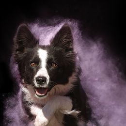 Border Collies from Veri Border Collies