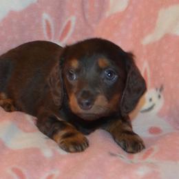 Girl 1 - Gray (blue) and tan female Dachshund puppy in Cherokee, Oklahoma from Special “K” Dachshunds