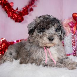 Grace - Merle female Bernedoodle puppy in Connersville, Indiana from Deaz Doodle Ranch