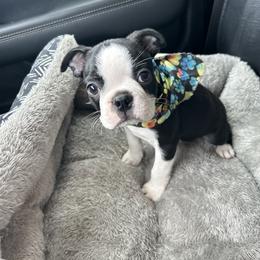 Boston Terrier Puppies from Woof Pack
