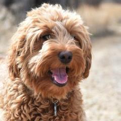 Australian Labradoodles and Double Doodles from Maid in Montana Australian Labradoodles