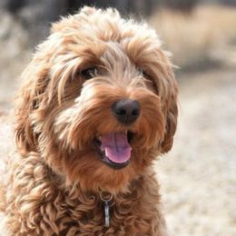 Australian Labradoodles and Double Doodles from Maid in Montana Australian Labradoodles