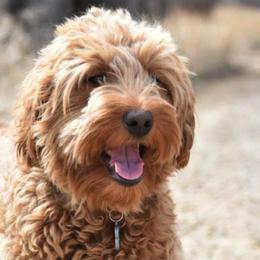 Australian Labradoodles and Double Doodles from Maid in Montana Australian Labradoodles