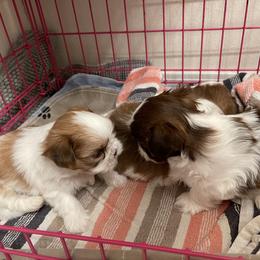 Shih Tzu Puppies from Wood Foo Breeders