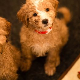 Australian Labradoodle Puppies from Bedrock Labradoodles