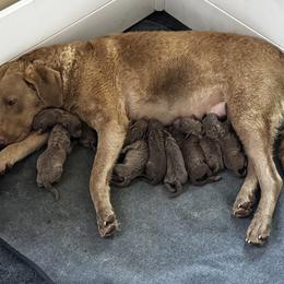 Girl 1 - Brown female Chesapeake Bay Retriever puppy in Lake Anna, Virginia from Three Horses Chesapeakes