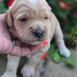 Collette - Cream female Goldendoodle puppy in Arthur, Illinois from Perfect Pugs