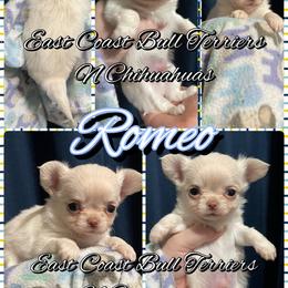 Romeo - Cream male Chihuahua puppy in Kannapolis, North Carolina from East Coast Bull Terriers N Chihuahuas