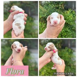 Flora - Piebald female Dachshund puppy in Wichita Falls, Texas from Long Dogs in The Falls