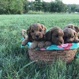 Australian Labradoodle Puppies from Wild Daisy Labradoodles