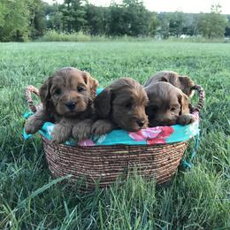 Australian Labradoodle Puppies from Wild Daisy Labradoodles