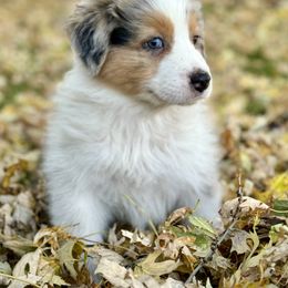 Leia - Australian Shepherd puppy from Andover Aussies