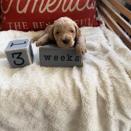 Lewis aka Yellow Collar - Apricot male Goldendoodle puppy in Portland, Tennessee from Happy_Tails_by_TJ