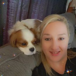 Cavalier King Charles Spaniel Puppies from Christina’s Cavaliers