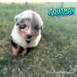 AQUAMAN-Blue Merle Male - Blue merle male Australian Shepherd puppy in Gainesville, Texas from Lady Luck Aussies
