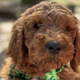 Poodles from Red Heads