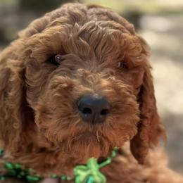 Poodles from Red Heads