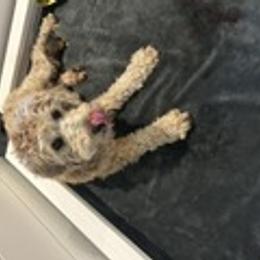 Girl 1 - Wheaten female Whoodle puppy in Crawford, Colorado from Saddle Mountain Doodles