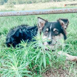 Beau - Australian Shepherd