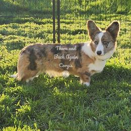 American Corgi and Cardigan Welsh Corgi Puppies from There and Back Again Corgis