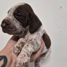 Washington - White and chestnut male Bracco Italiano puppy in Silver Summit, Utah from Snow Peak Kennel