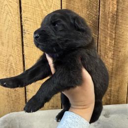 Orange - Black female German Shepherd puppy in Terra Alta, West Virginia from Shepherd Country Farm and Kennels