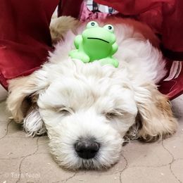 Goldendoodle Puppies from Coal Country Doodles