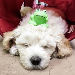 Goldendoodle Puppies from Coal Country Doodles