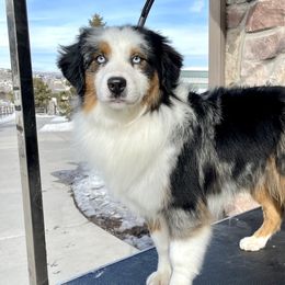 Echo - Miniature Australian Shepherd