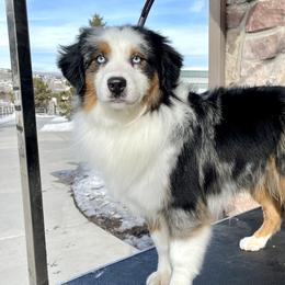 Echo - Miniature Australian Shepherd