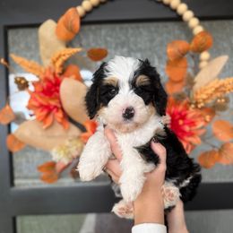 Girl 1 - Tri-color female Bernedoodle puppy in Spanish Fork, Utah from K Brand Doodles