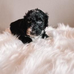 Joey - Black and white male Sheepadoodle puppy in Republic, Missouri from DOOD & Co