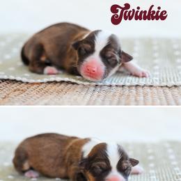 Twinkie - Red female Pembroke Welsh Corgi puppy in Mona, Utah from Sorensen Corgis