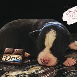 Dove - Red tri-color female Australian Shepherd puppy in Fultonville, New York from Sandy Aussies & Pomeranians