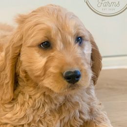 Boy 1 - Goldendoodle puppy in Kanaraville, Utah from Bundy Farm