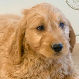 Boy 1 - Goldendoodle puppy in Kanaraville, Utah from Bundy Farm