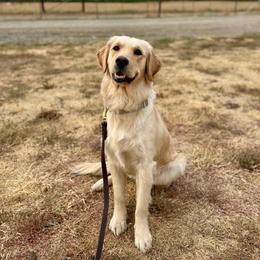 Miley - Light golden female Golden Retriever puppy in Lodi, California from R3 Sport Dogs (R3 Goldens/ R3 Border Collies)
