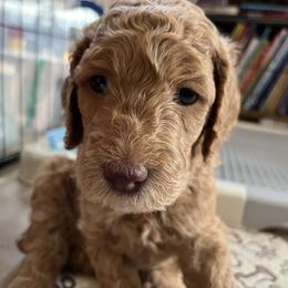 Honey - Apricot female Poodle puppy in Minneapolis, Minnesota from Sanctus Standards