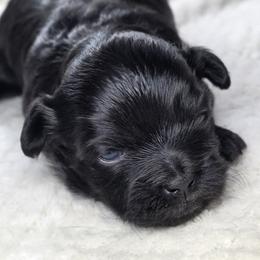 Willow - Black female Shihpoo puppy in Delphos, Ohio from Route 66 Poodles & Doodles, Sapphire Shih-tzu's of Ohio