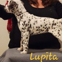 Girl 2 - White and liver brown Dalmatian puppy in Richmond, Virginia from Darrfield