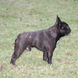 Pepper - French Bulldog